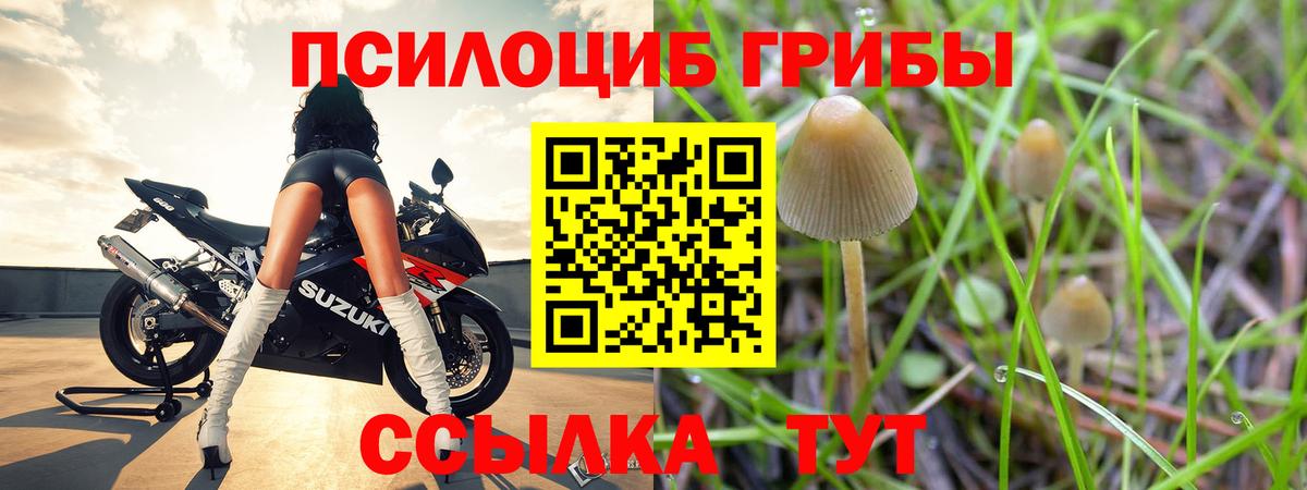 Псилоцибиновые грибы мицелий Грозный